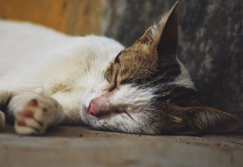 Free Close-up of a sleeping domestic cat peacefully resting on the ground. Stock Photo