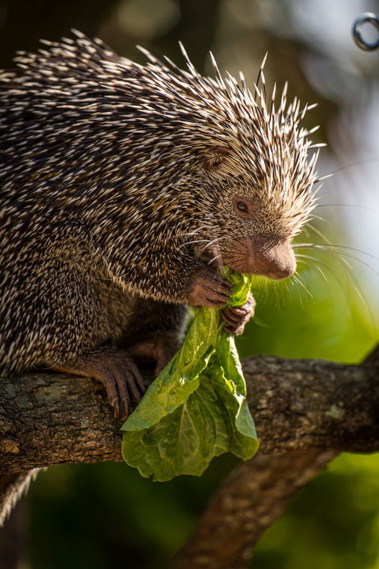 Porcupine Holding Leaf