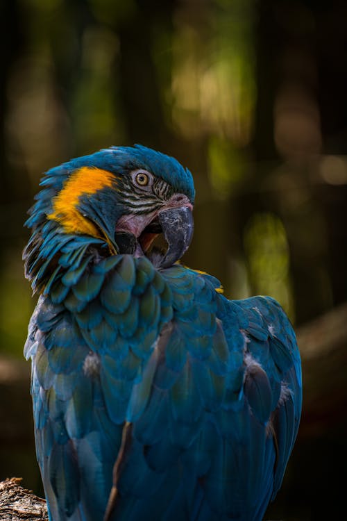 Blue and Yellow Macaw in Close Up Photography