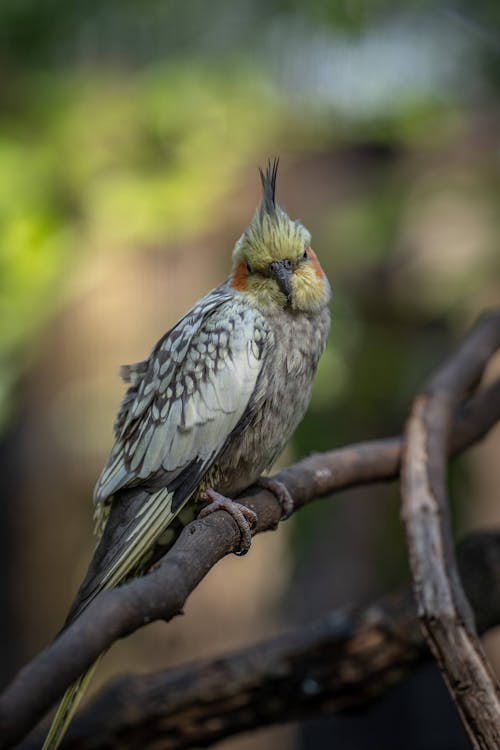 Cockatiel Bird Perched on a Branch