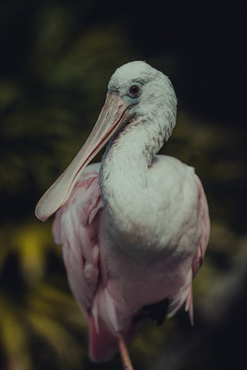 Close-Up Photo of Pink And White Bird