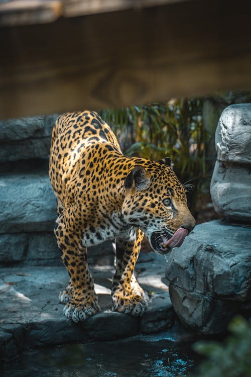 Free Angry Jaguar on Gray Rock Stock Photo
