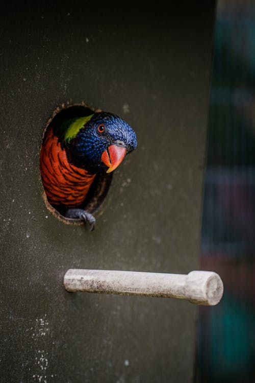 Rainbow Lorikeet Parrot Peeking Through Birdhouse Door