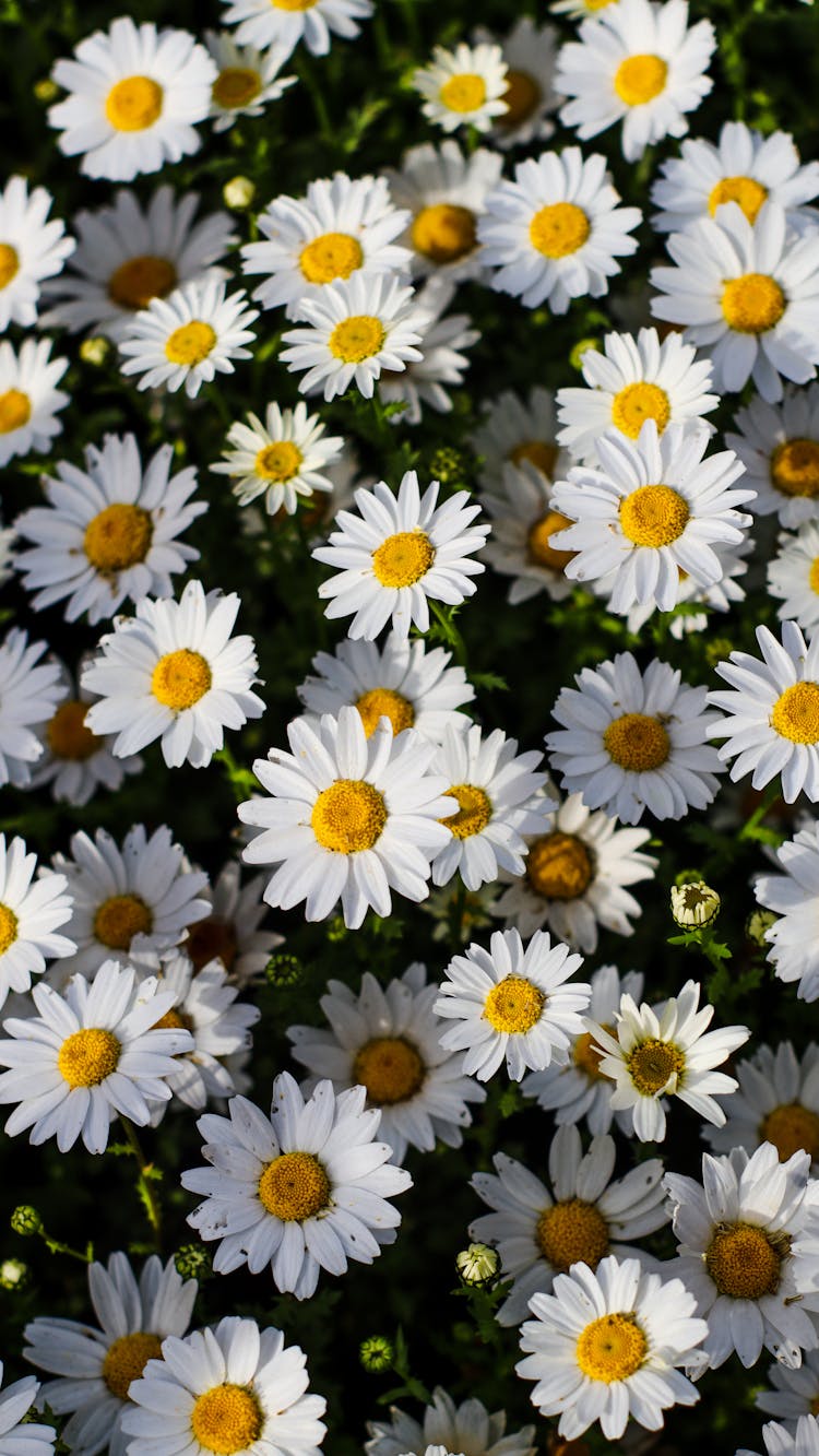 Field Of Little White Daisies