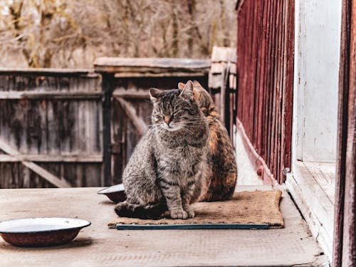 Imagine de stoc gratuită din a închide, adorabil, animal