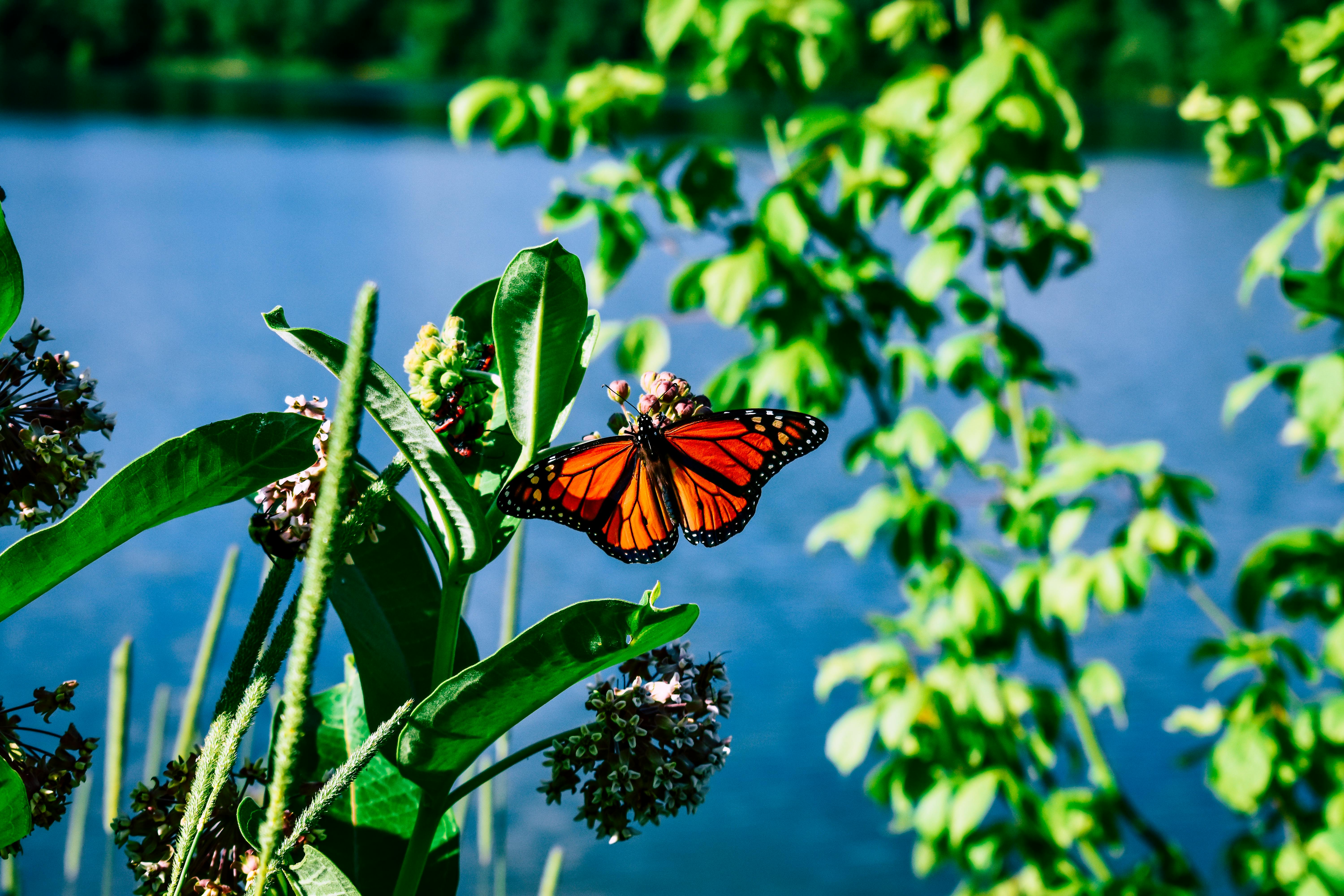 这张生动的特写描绘了一只栖息在花朵上的帝王蝶，背景是充满活力的自然
