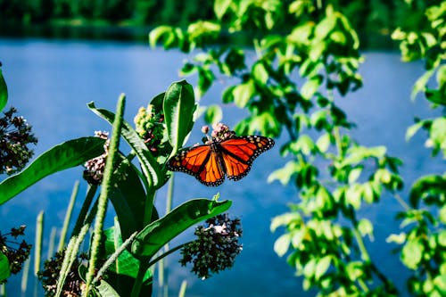 Free Butterfly on Leaf Stock Photo
