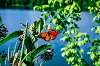 这张生动的特写描绘了一只栖息在花朵上的帝王蝶，背景是充满活力的自然