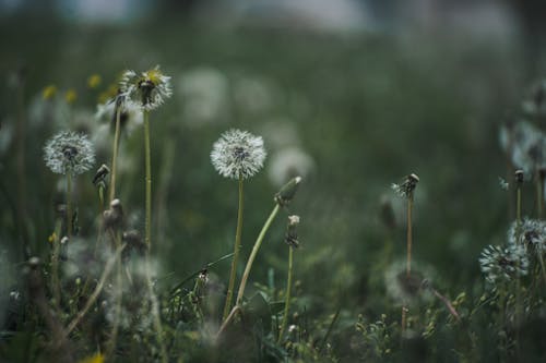 Dandelions in Close-up Photography