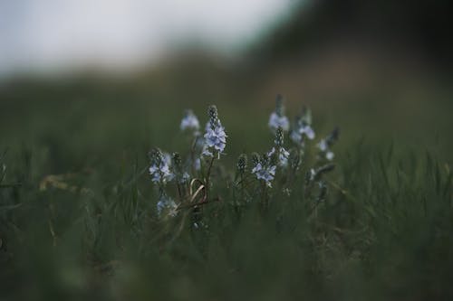 คลังภาพถ่ายฟรี ของ ดอกไม้, ธรรมชาติ, หญ้า