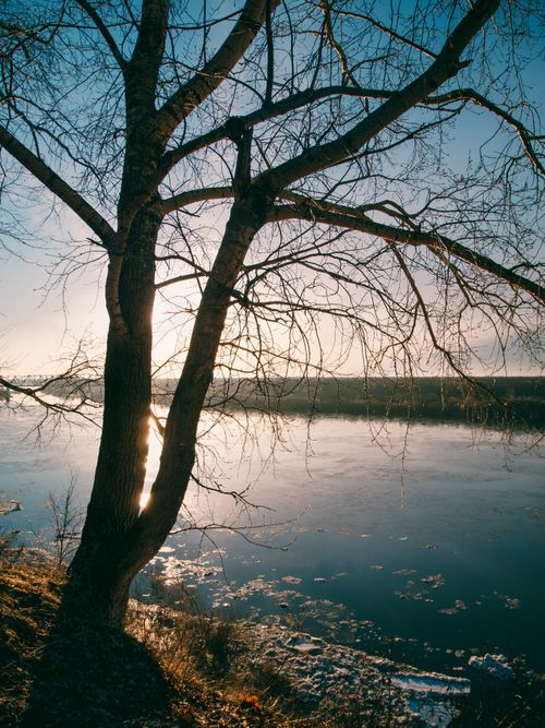 Free Serene view of a leafless tree by a frozen river during winter sunrise in Russia. Stock Photo