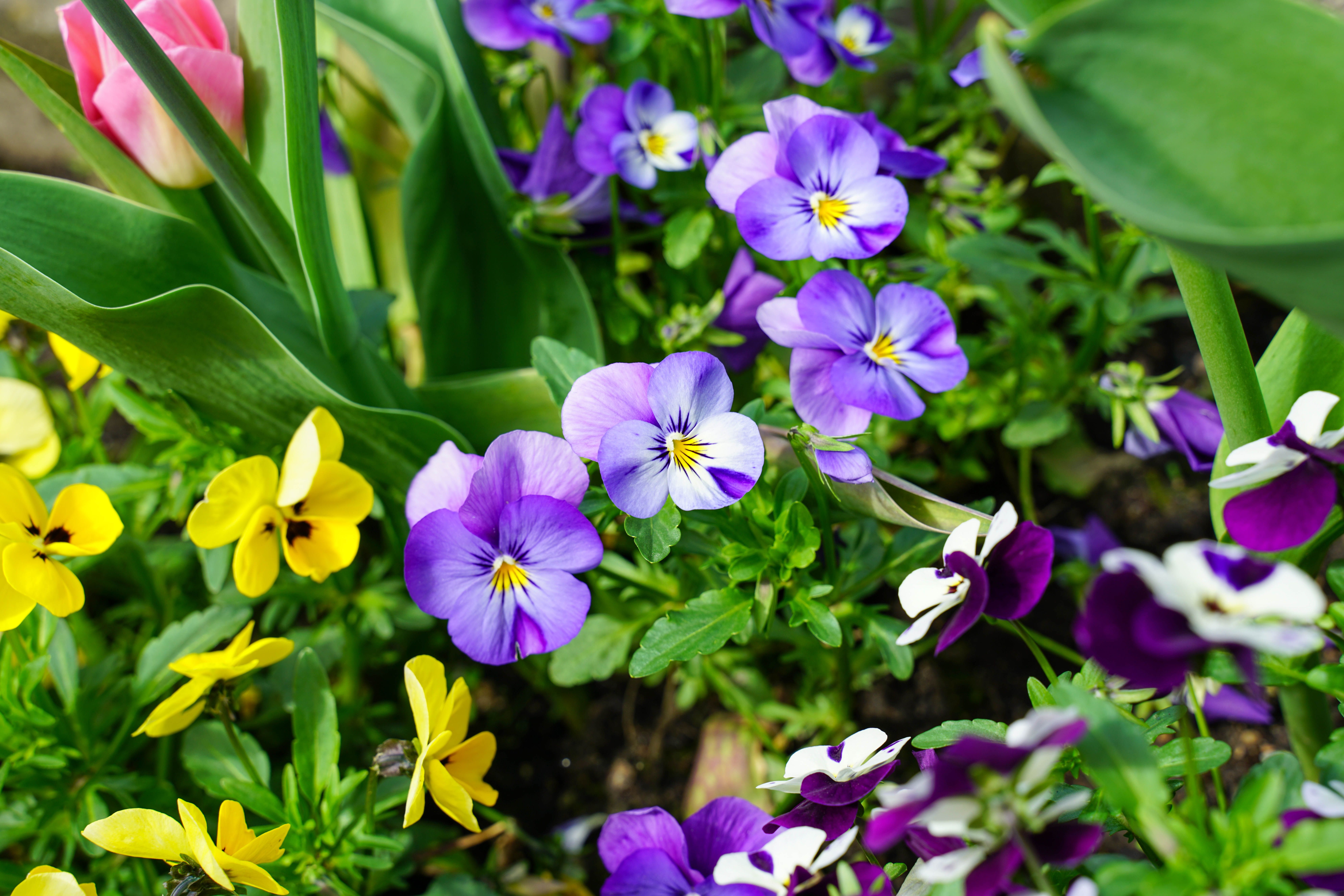 Cómo crear un jardín de flores perennes que florezca todo el año