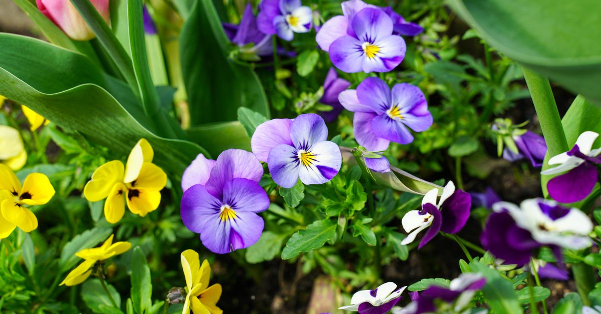 Cómo crear un jardín de flores perennes que florezca todo el año