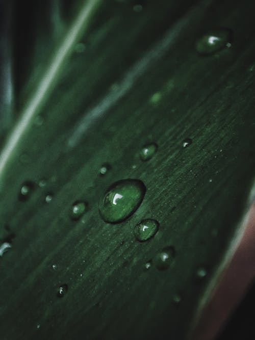 H2O, 녹색, 빗방울의 무료 스톡 사진