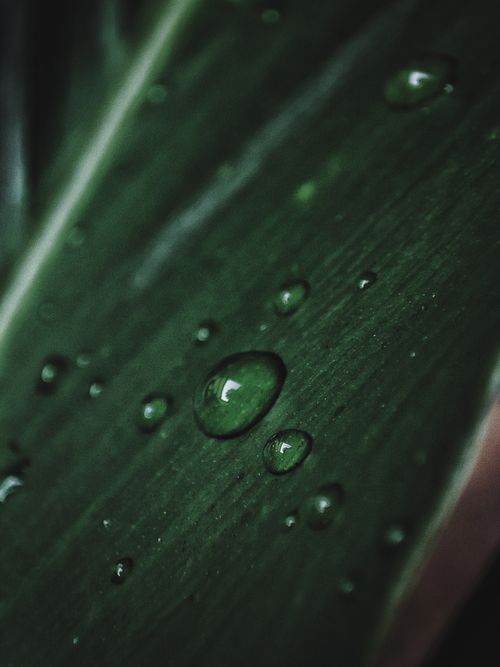 Free Captivating macro shot of fresh dew drops on a vibrant green leaf enhancing natural beauty. Stock Photo