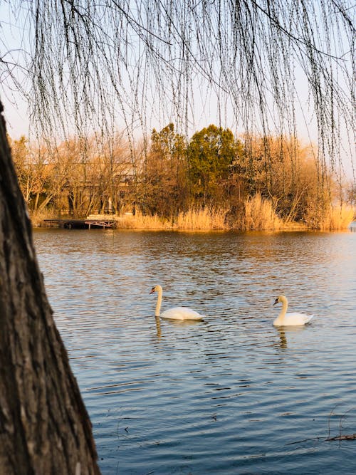 Beautiful White Swan on Lake