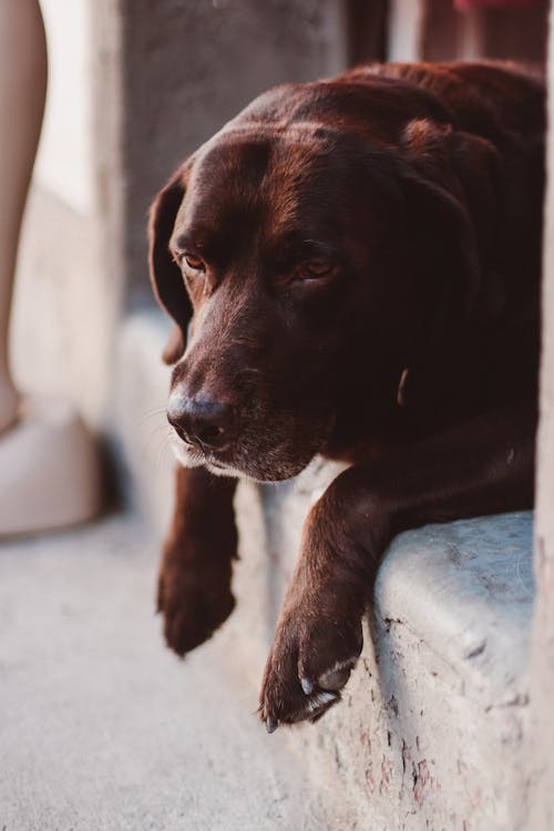 Black Labrador in Close Up Photography