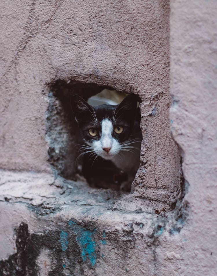  Cat In Concrete Wall Hole