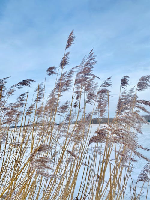 Foto profissional grátis de com frio, inverno