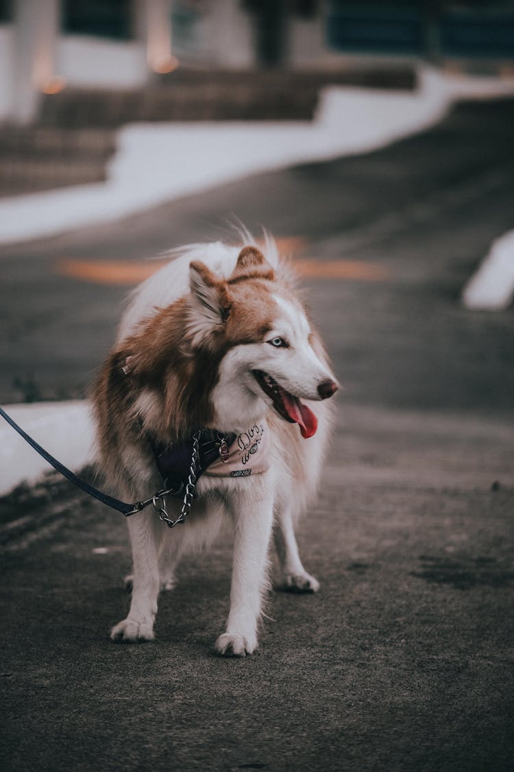 Brown And White Husky Dog