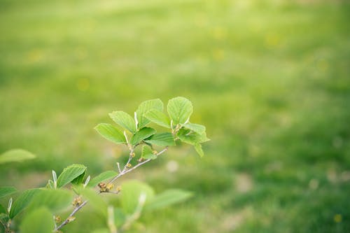 Green Leaf Plant in Close Up Photography