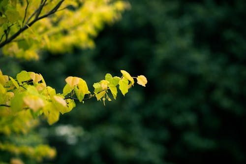 Yellow Leaves in Tilt Shift Lens