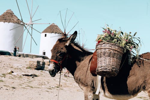 Foto profissional grátis de animal da fazenda, asno, cesta tecida