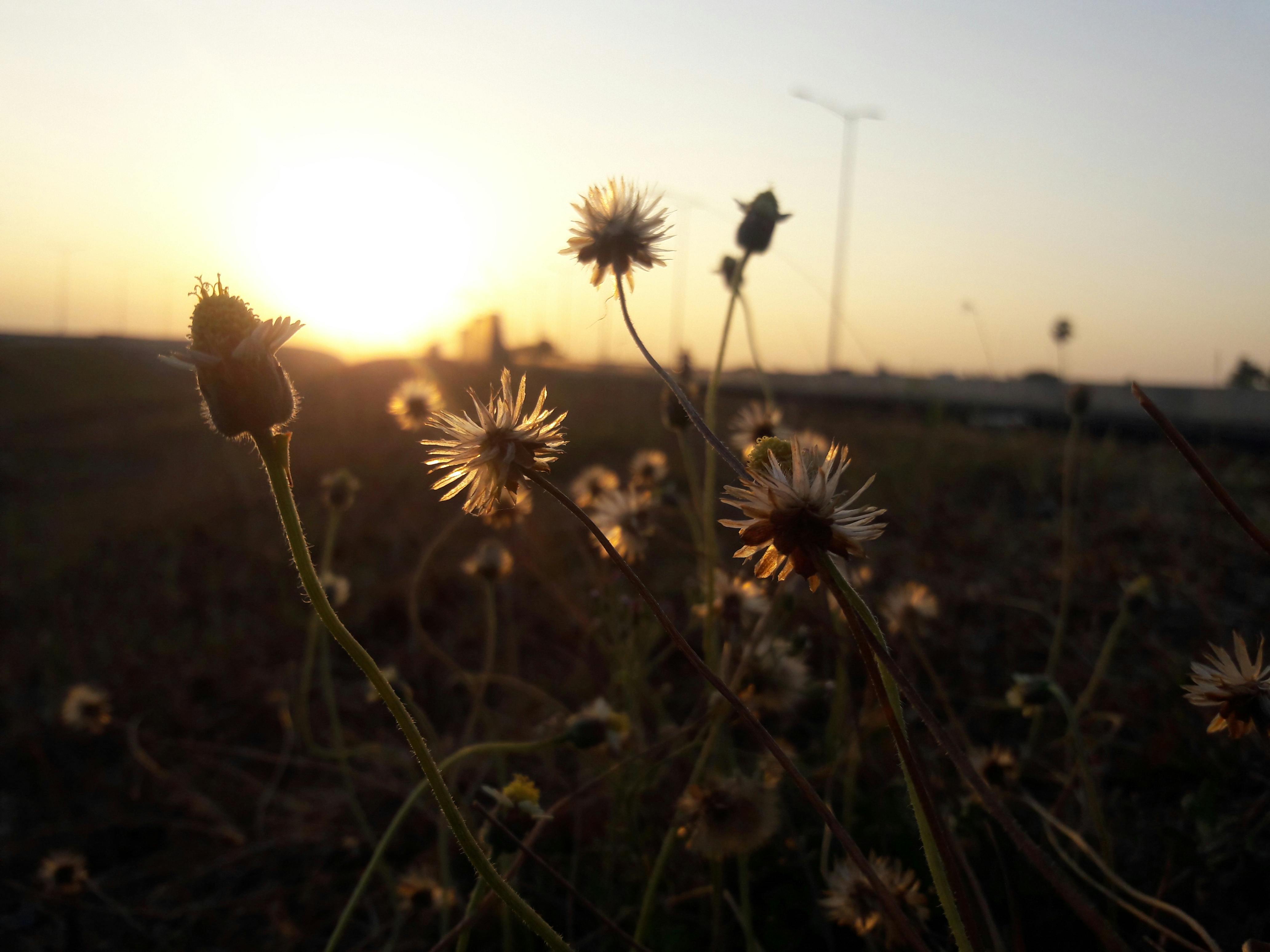 Free stock photo of flower with sun set