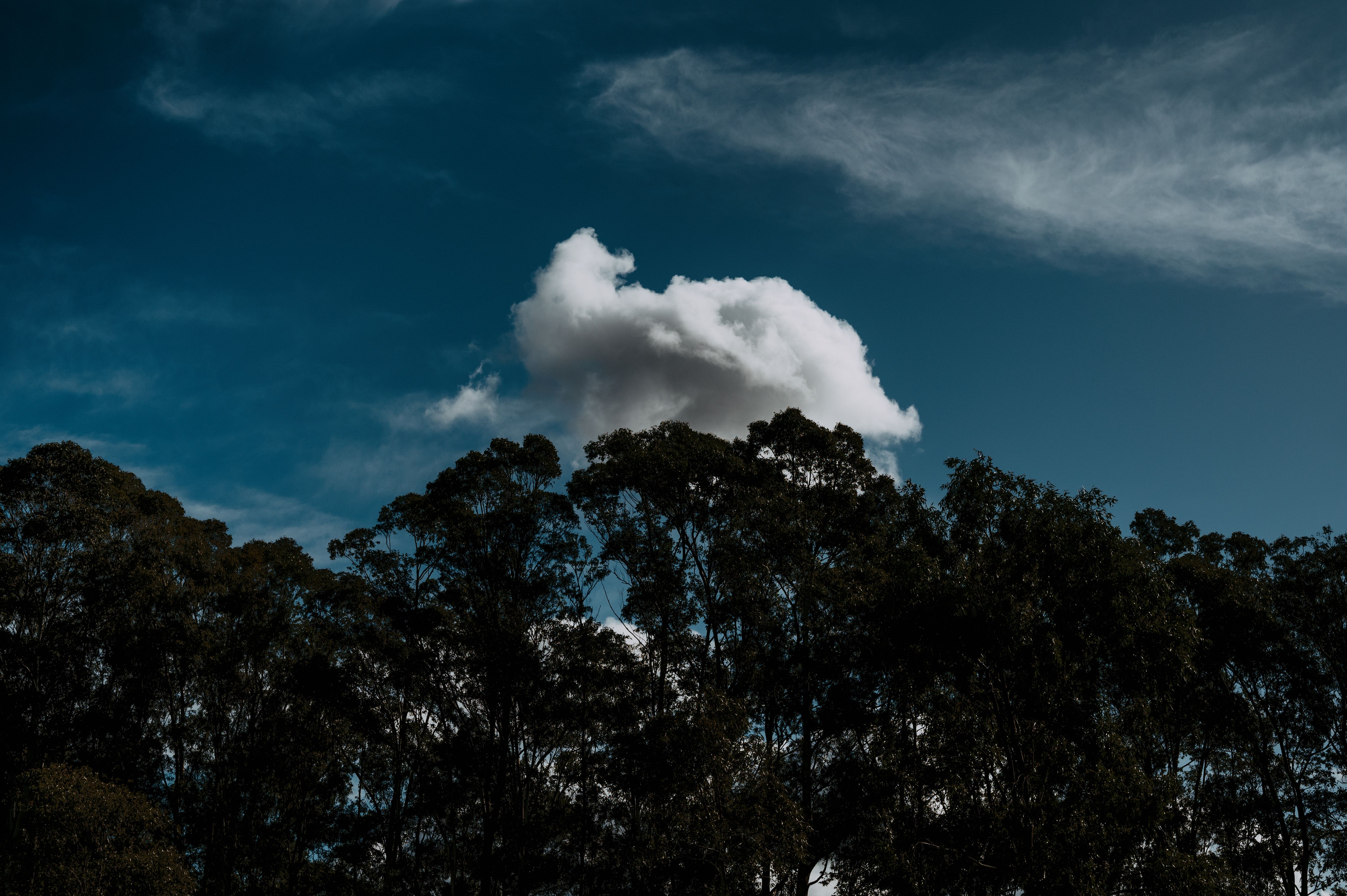 Green Trees Under the Blue Sky · Free Stock Photo