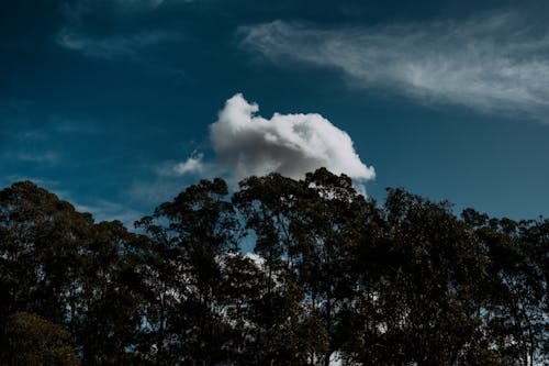 Free Green Trees Under the Blue Sky Stock Photo