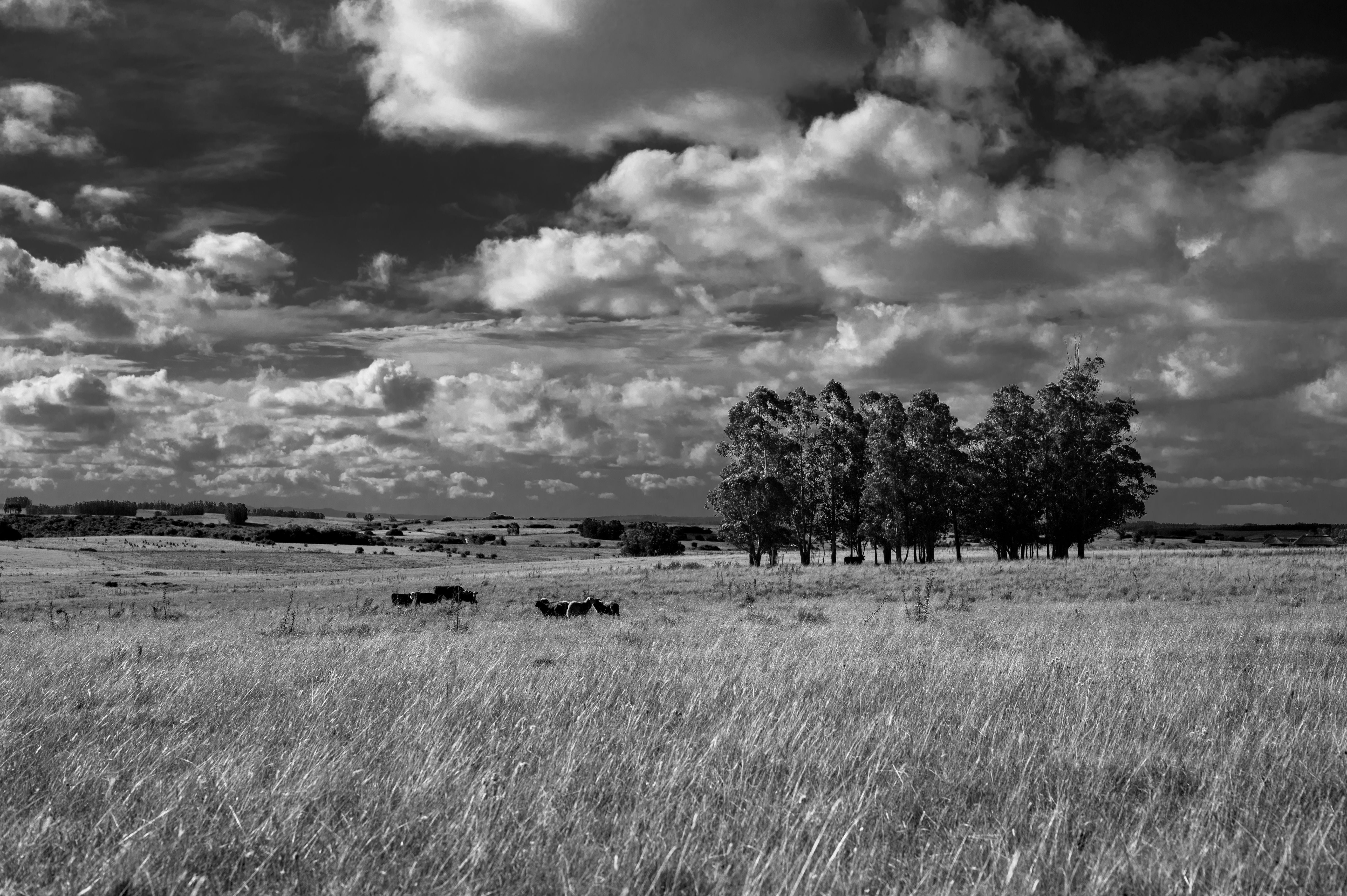 Grayscale Photo of Animals on the Grass Field · Free Stock Photo