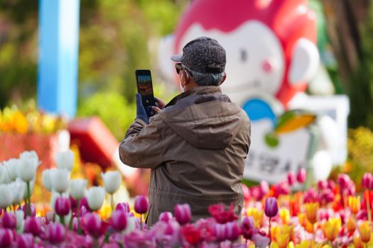 Elderly man photographing a vibrant tulip garden with a smartphone.