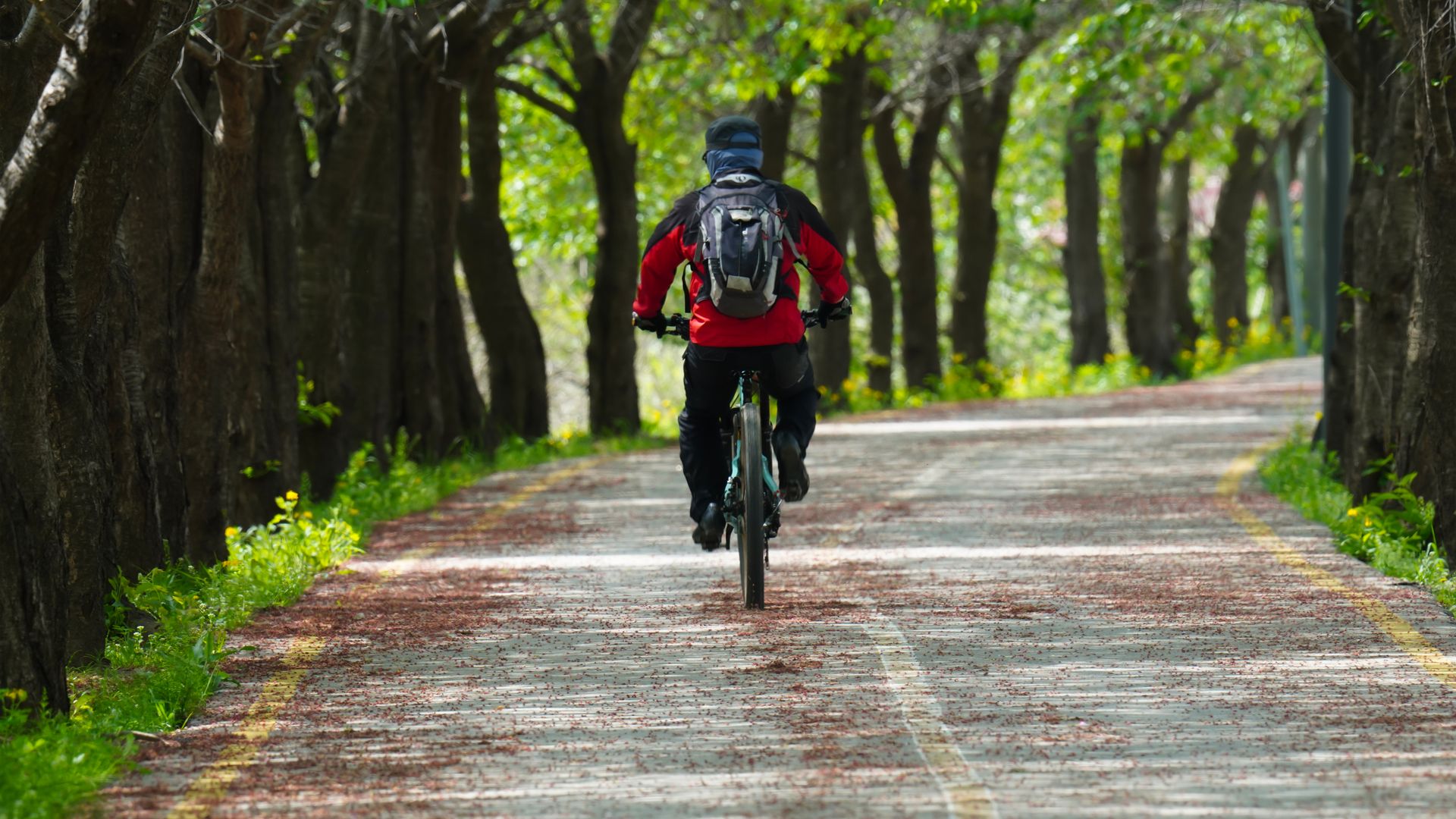 Modafinil Cycling Schedule: Maximising Benefits, Minimising Risks Back view of a cyclist on a forest path surrounded by trees on a sunny spring day — modafinil cycling schedule