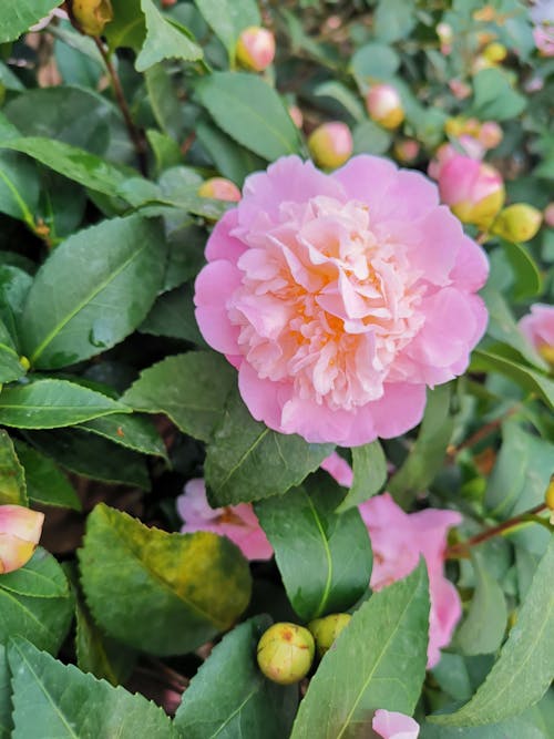 垂直拍攝, 特寫, 粉紅色的花 的 免費圖庫相片