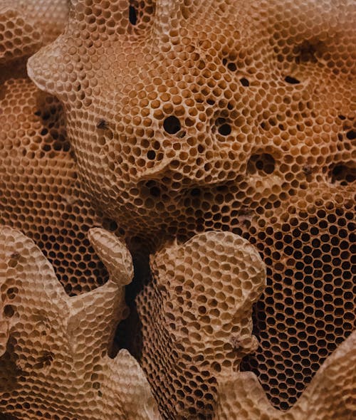 Free Close-up Shot of a Beehive Stock Photo