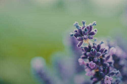 免费 紫色的花照片 素材图片
