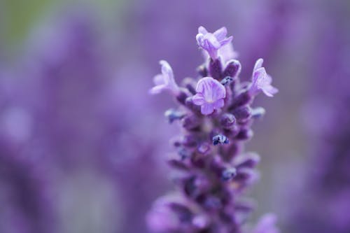 Macro Shot Photography of Lavender