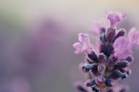 一朵盛开的薰衣草花充满活力，其精致的紫色花瓣在宏观镜头下展现无遗