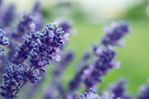 보라색 라벤더 꽃의 선택적 초점 사진