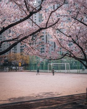 Kids playing soccer beneath cherry blossoms on a school field in Seoul, South Korea.