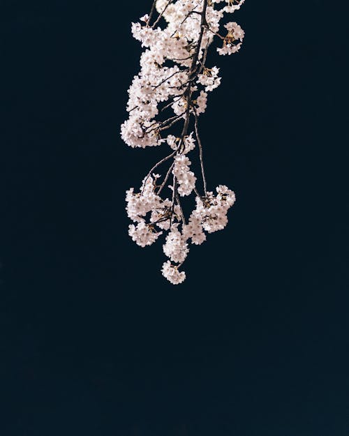 Foto profissional grátis de alegre, árvore florida, aumento