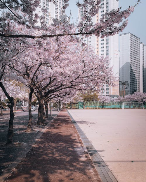 Cherry Blossom Tree Beside the Soccer Field