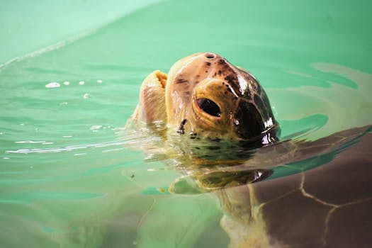 Close-up of a sea turtle peeking above the water surface in a pool.
