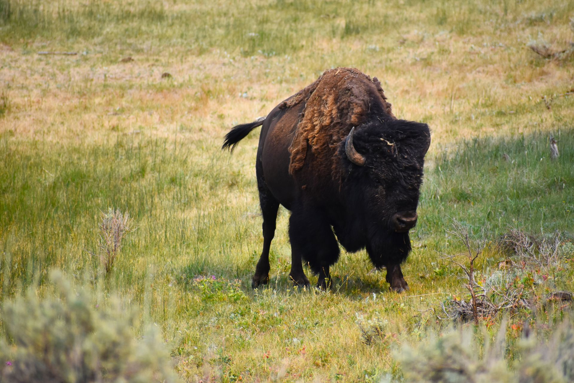 Wild bison roaming freely in a grassy meadow, showcasing its majestic presence in nature.