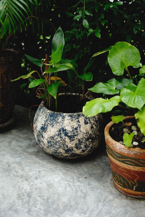 Plants on Clay Pots