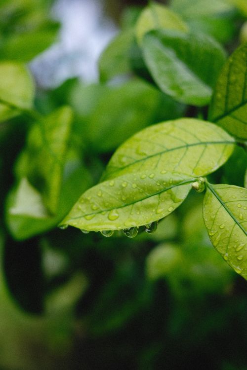 Free Detailed shot of dewdrops on vibrant green leaves. Nature's beauty showcased with water droplets. Stock Photo