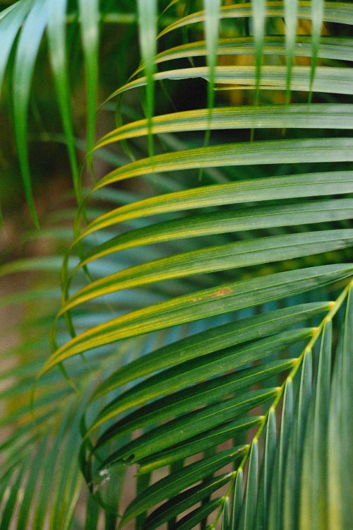 Free A detailed close-up of green palm leaves showcasing a rich natural pattern. Stock Photo