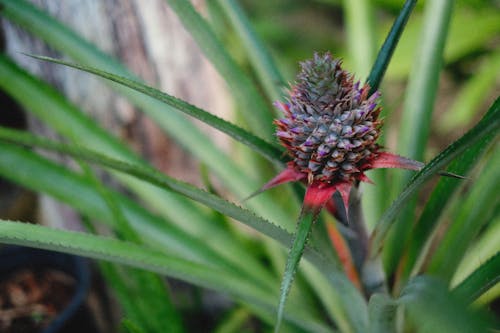 Green and Red Fruit in Close Up Photography