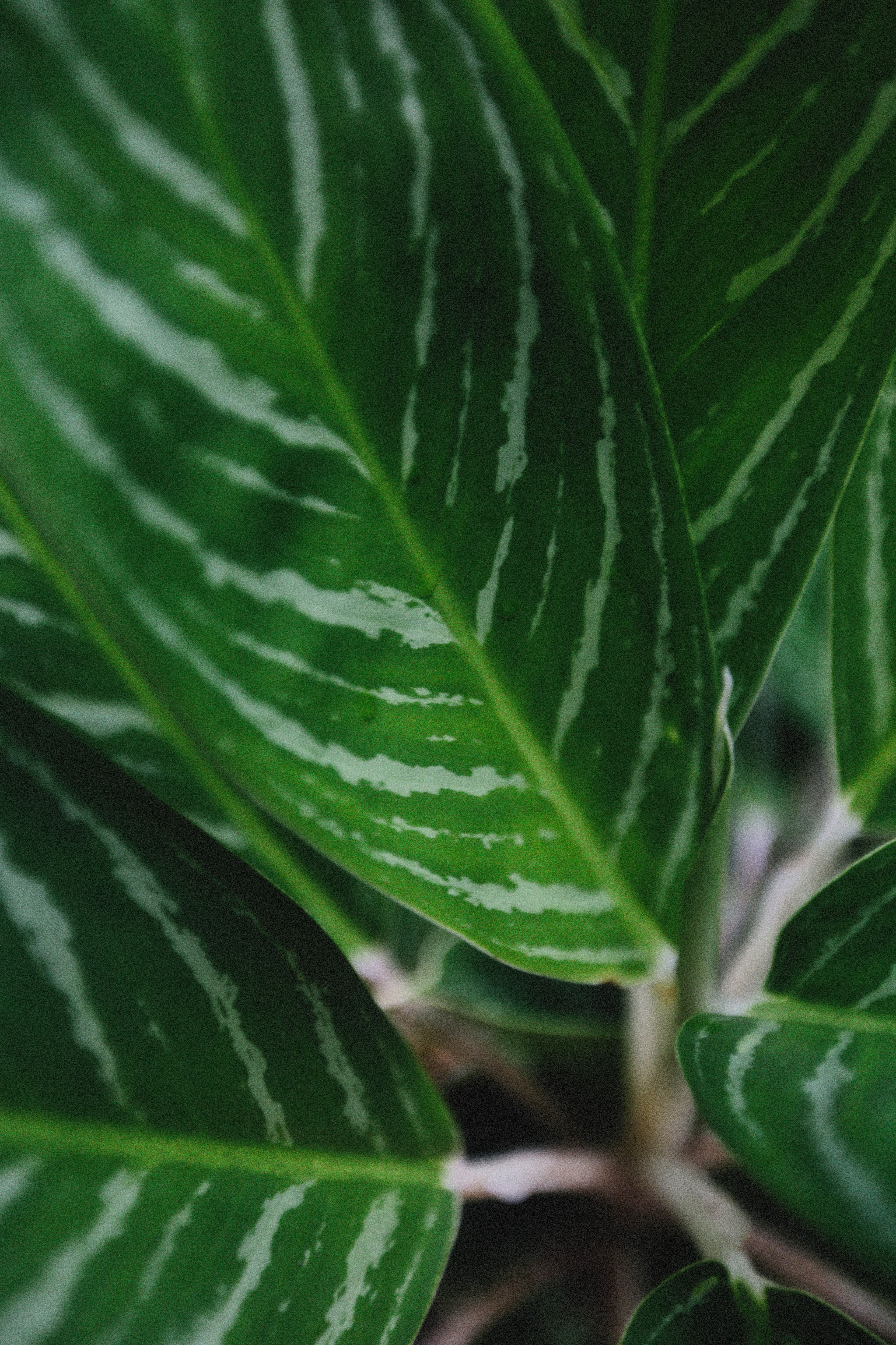 Green Leaf Plant in Close Up Photography · Free Stock Photo