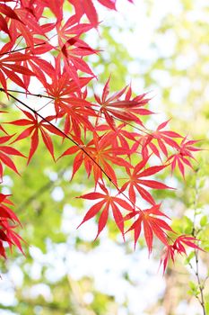 Close-up of red maple leaves against a bright autumn sky, showcasing nature's vivid fall colors.